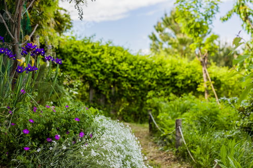 Preview: Urban garden background. Spring, summer natural ecology environment sustainability horticulture