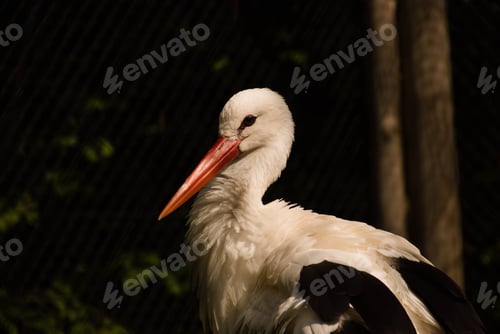 Preview: White stork perched on a fence in a dark outdoor setting, surrounded by bushes