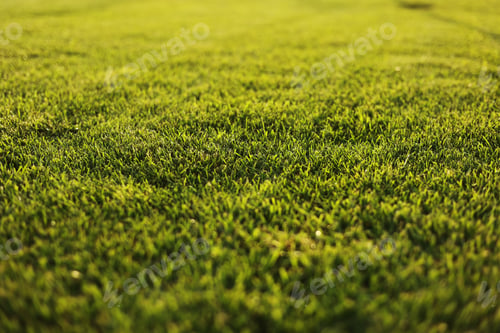 Preview: Green grass close-up. cut green juicy lawn. Alpine meadow densely overgrown with grass