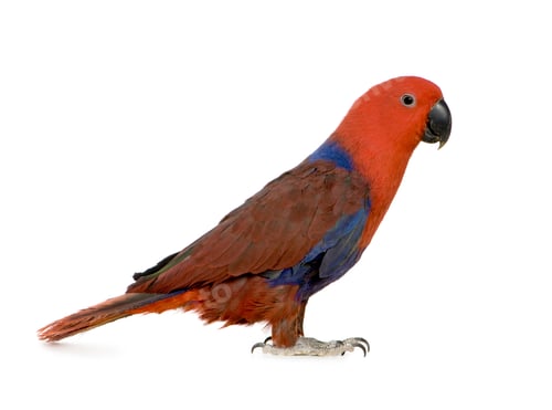Preview: Eclectus Parrot - Eclectus roratus (1 years)