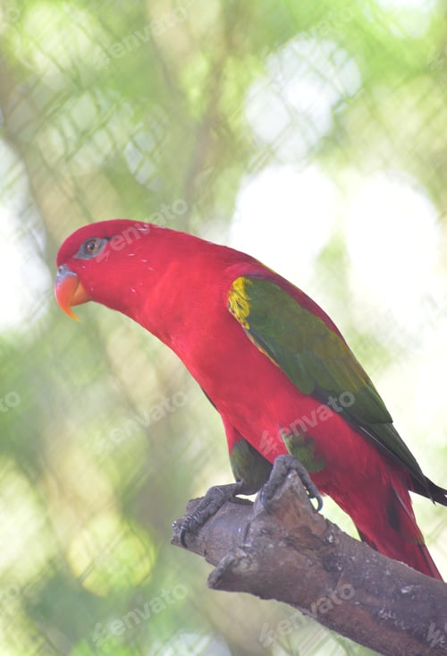 Preview: Lory bird perching on branch, The chattering lory, Lorius garrulus
