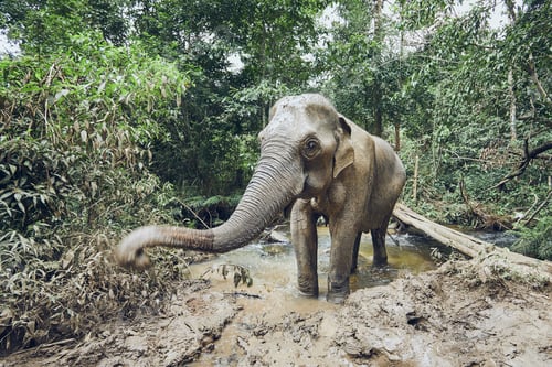 Preview: Asian elephant in jungle