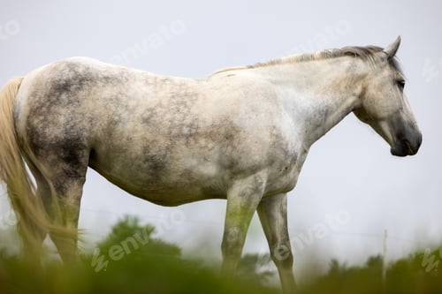 Preview: White horse in grassy field on overcast day