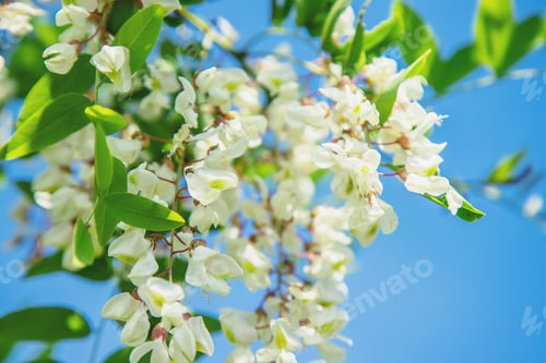 Preview: nature