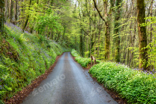 Preview: Country Lane in Cornwall