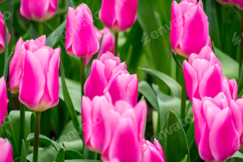 Preview: Beautiful shot of the pink and white tulips in the field on a sunny day - perfect for background