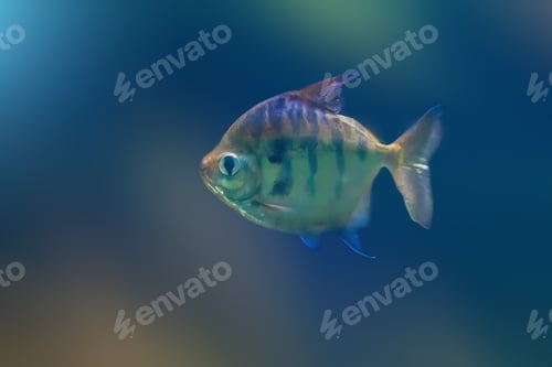Preview: Striped Metynnis (Metynnis fasciatus) - Freshwater Fish