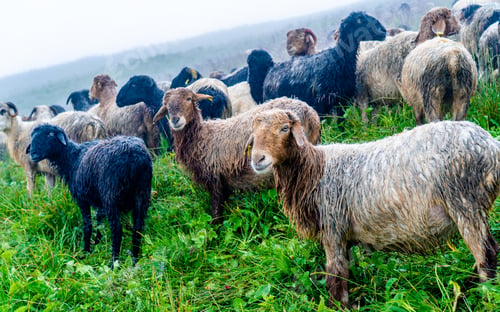 Preview: sheep grazing on greenery meadow