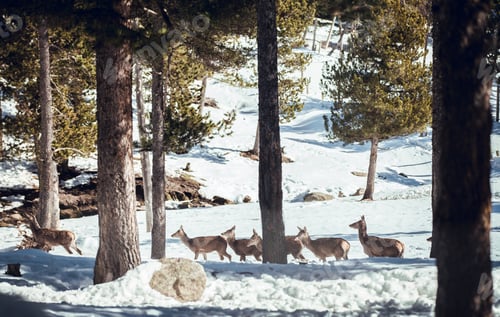 Preview: Noble deers near trees between snow