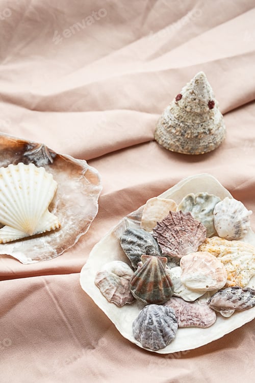 Preview: Seashells maritime wealth. Sea shells collection for crafting decoration.