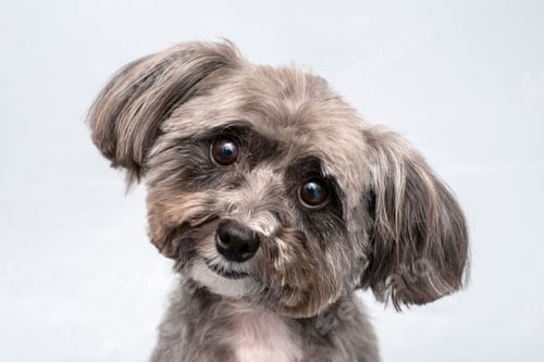 Preview: dog, dogs, pets, hairy, isolate