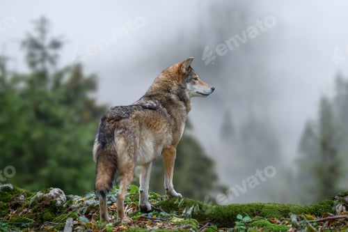 Preview: Timber wolf hunting in mountain