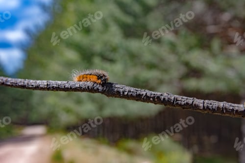 Preview: Nest of pine processionary caterpillars in the green needles of a fir tree against a plain blue sky