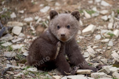 Preview: Wild brown bear cub closeup
