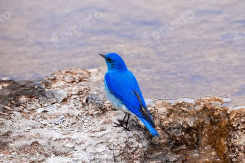Preview: Small Colorful Bird at Hot Spring Landscape with unique ground formation.