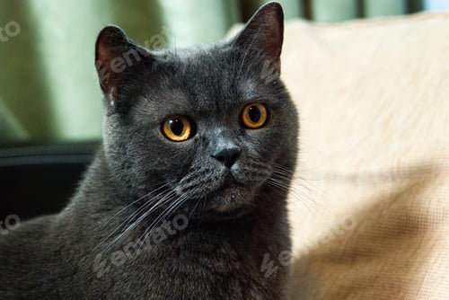Preview: a gray cat of British or Scottish breed lies on the bed