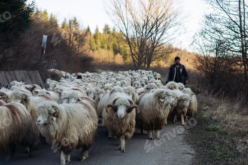 Preview: Cuzdrioara, Romania - 7 March, 2026: Shepherd and his flock of sheep