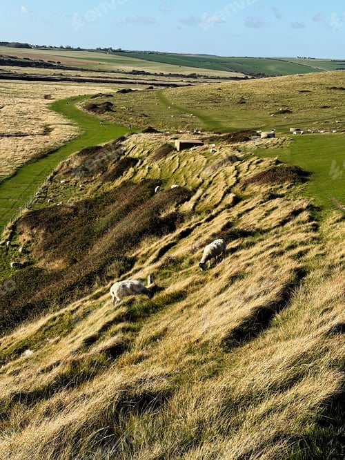 Preview: Grazing sheep on a windswept hillside along Seven Sisters Cliffs in East Sussex, UK