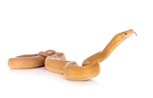 Preview: Reticulated python in studio