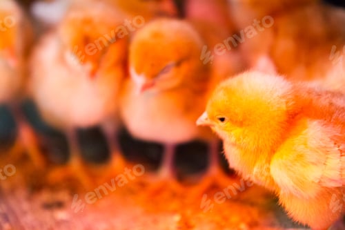 Preview: Bunches of chicks