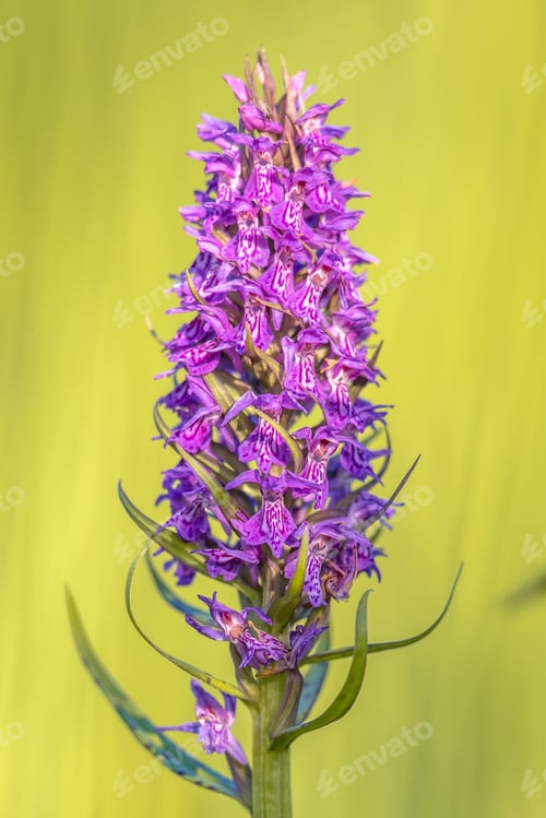 Preview: Bright colored Purple orchid flower