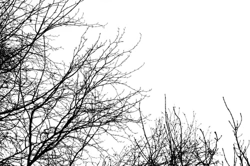 Preview: Autumn tree branches silhouette on white background,trees forest without leaves in fall season
