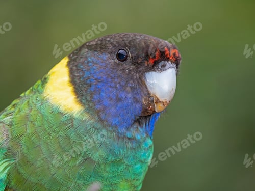 Preview: Australian Ringneck Portrait
