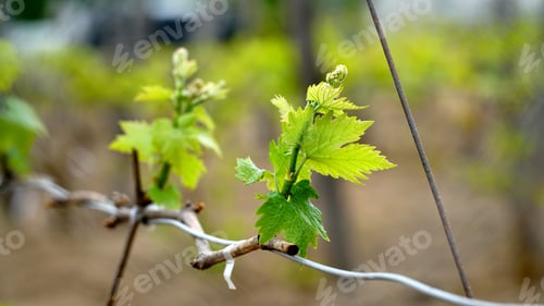 Preview: Vineyard. A vine with young leaves and budding buds. Sprout of Vitis vinifera, grape vine