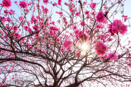 Preview: Cherry blossom sakura during spring in Japan