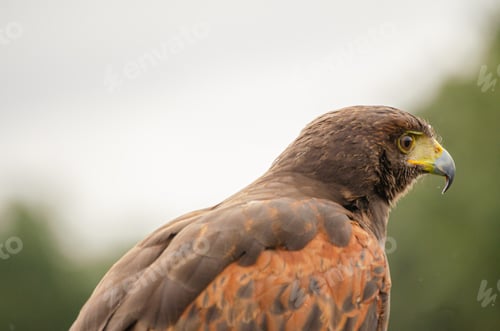 Preview: close up portrait of a harris hawk