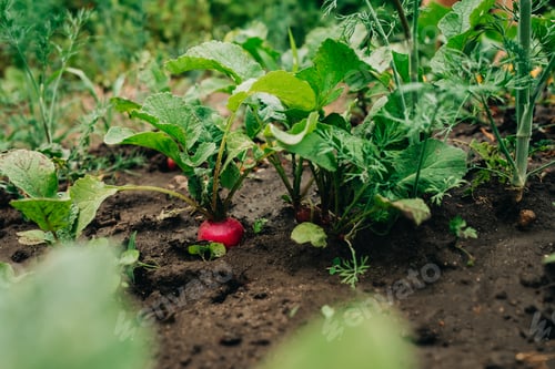 Preview: Growing organic radish in garden soil. Healthy vegetables, food background.