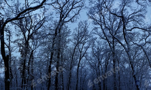 Preview: Low angle shot of the beautiful tall and bare trees covered with snow on a dull cloudy day
