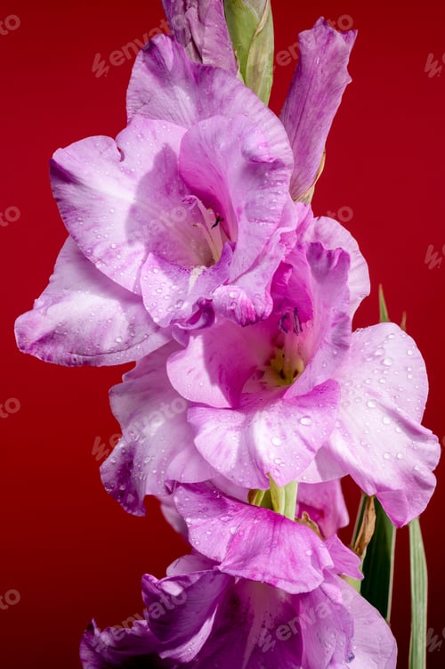 Preview: Blooming Gladiolus Spartan on a red background