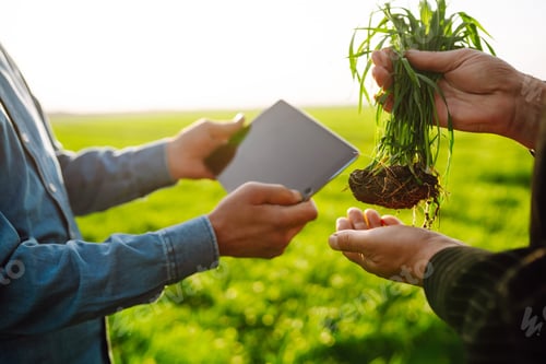 Preview: Two Farmers uses a specialized app on digital tablet for checking wheat. Agriculture,ecology concept