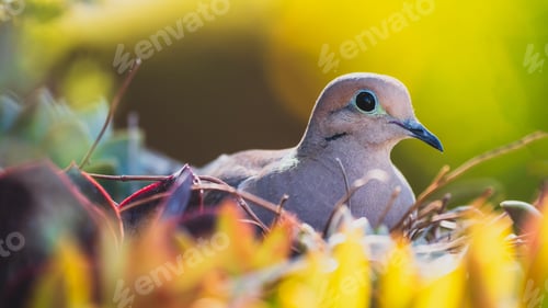 Preview: Nesting Dove