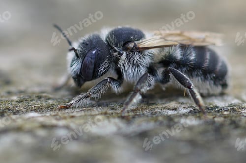 Preview: Closeup on a blue-eyed female Bisulcate Small-Mason solitary bee, Hoplitis bisulca sitting on wood