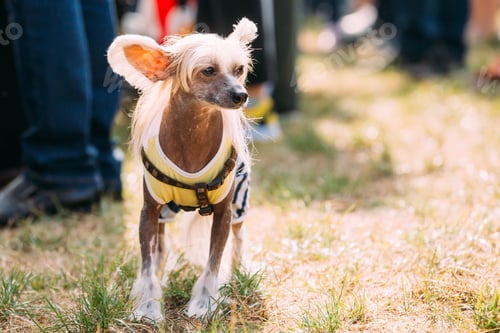 Preview: Chinese Crested Dog Outdoors On Green Grass. Hairless Breed of D