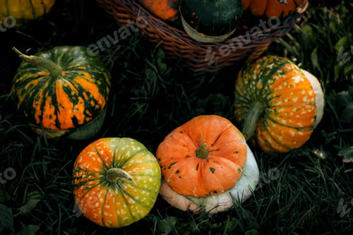 Preview: autumn decorative pumpkins. Thanksgiving or Halloween holiday harvest concept.