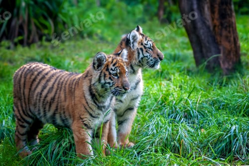 Preview: Two tigers cub in the wild. Wild cat in nature habitat