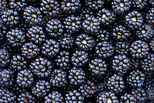 Preview: Background from fresh Blackberries, close up. Lot of ripe juicy wild fruit raw