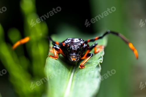 Preview: in the image you can see a specimen of the harlequin beetle (Acrocinus longimanus)