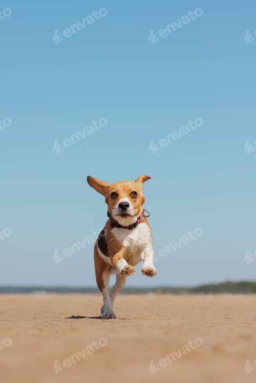 Preview: beagle dog runs on seashore against blue sky. pet is playing and having fun outdoors