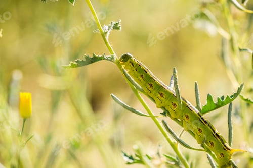 Preview: White-lined Sphinx moth (Hyles lineata) caterpillar