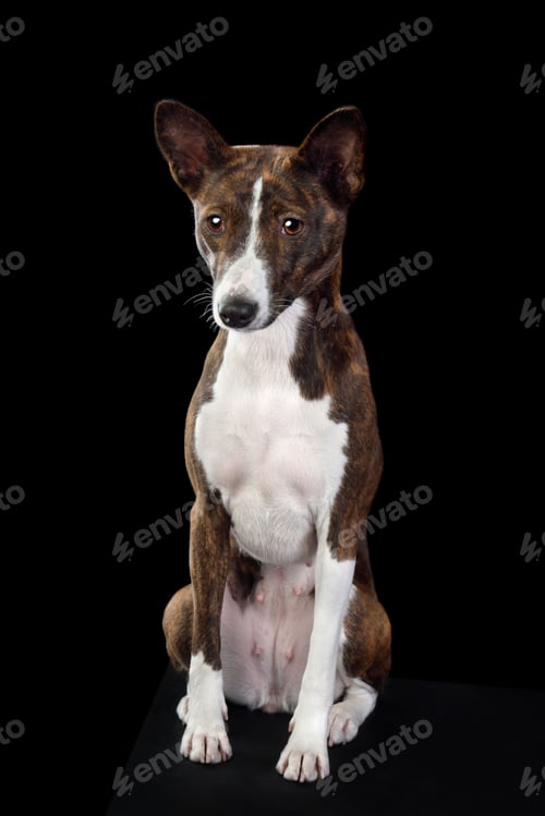 Preview: Sitting Basenji dog