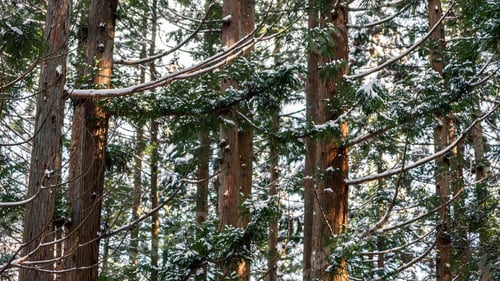 Preview: Pine trees covered with snow on frosty day at beautiful winter of Japan