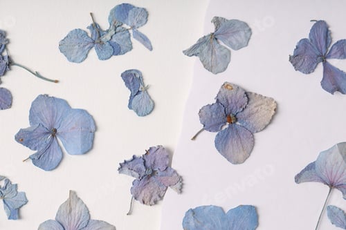 Preview: Beautiful dry hydrangea flowers on white background, flat lay