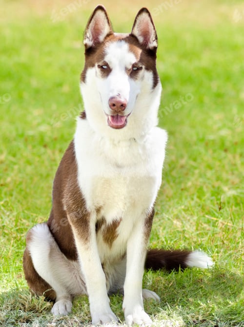 Preview: dog, siberian husky, pets, dogs, wilderness