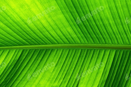 Preview: Texture of green banana tree leaf as fresh natural background