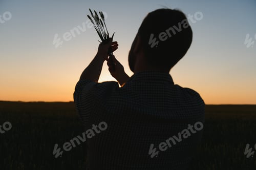 Preview: Closeup shot of a man checking the quality of the wheat spikelets on a sunset