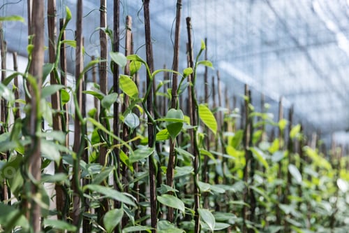 Preview: Vanilla plant cuttings growing vertically on support sticks inside a shaded greenhouse.